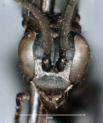 Media type: image;   Entomology 30973 Aspect: head frontal view